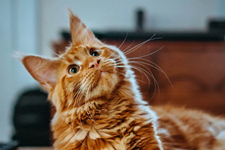 best automatic pet dryer box